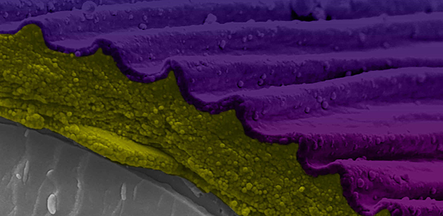 Cryo-scanning electron microscopy of Hibiscus trionum petal fracture with false colour processing showing the cuticle has two physically distinct layers. Credit: Raymond Wightman. False color processing by Gareth Evans.