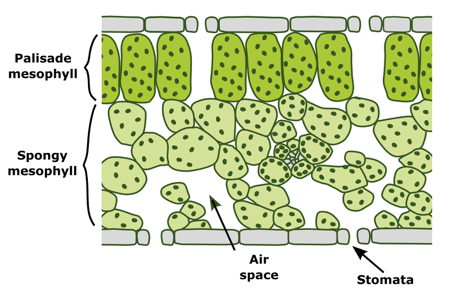 Graphic of a leaf cross-section, showing palisade mesophyll and spongy mesophyll cells, air spaces in the spongy mesophyll zone and stomata.
