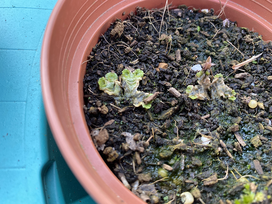 Lunularia cruciata growing in the top of a plant pot