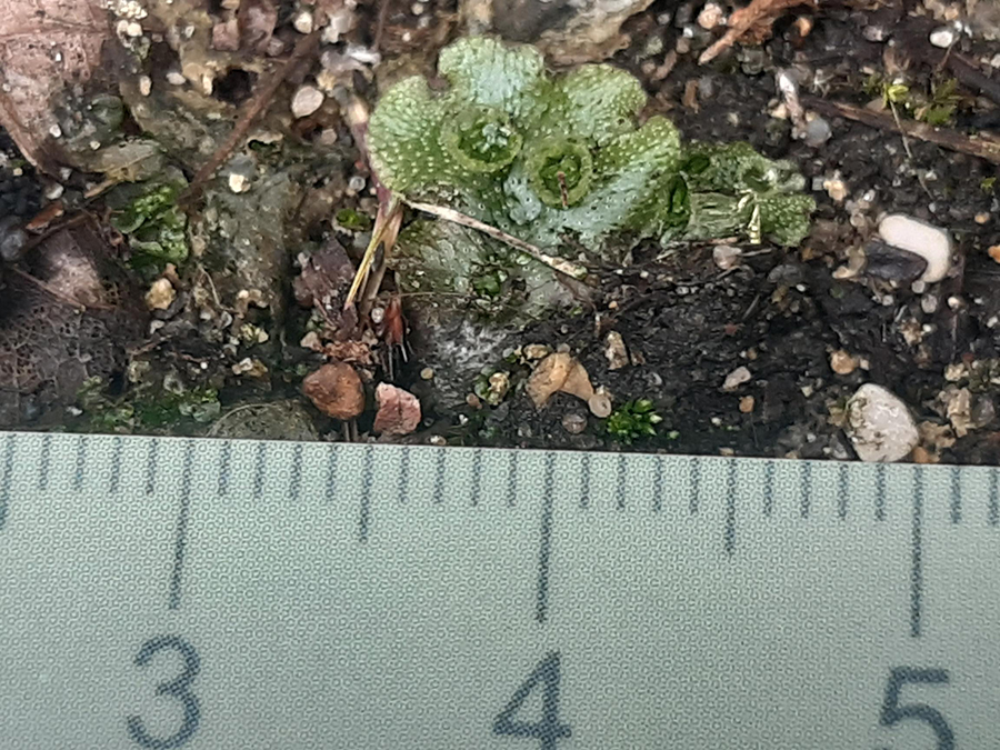Marchantia polymorpha close-up showing gemma cups