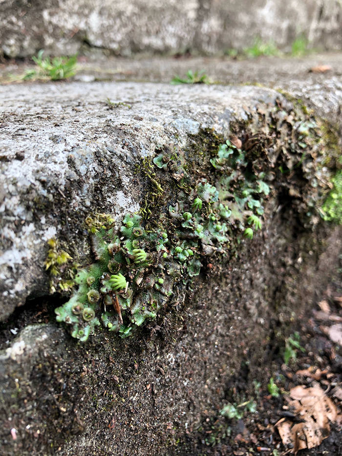 Marchantia polymorpha on footpath