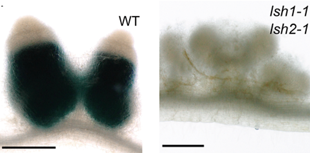 LIGHT SENSITIVE SHORT HYPOCOTYL (LSH) are required for N-fixing nodules: Whole-mount images of WT and lsh1-1/lsh2-1 nodules 28 days post S. meliloti inoculation. GUS staining (blue) indicates the expression of the bacterial pNifH promoter. Scale bars, 500