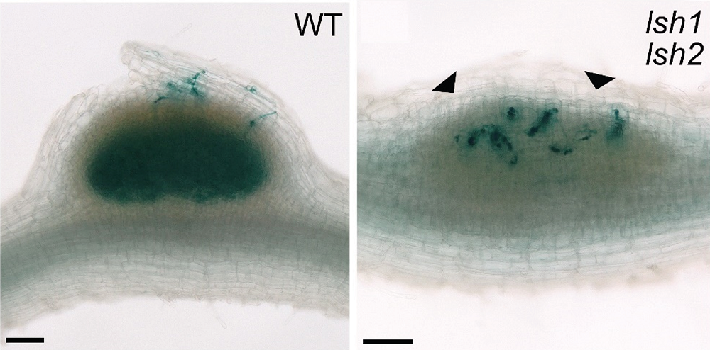 Loss of LSH1/2 leads to a severe reduction of fully colonised nodule primordia: Images of WT and lsh1/lsh2 nodule primordia at emerged primordia stage observed 7 days post spray inoculation with rhizobial bacteria expressing LacZ (blue stain). Black arrow