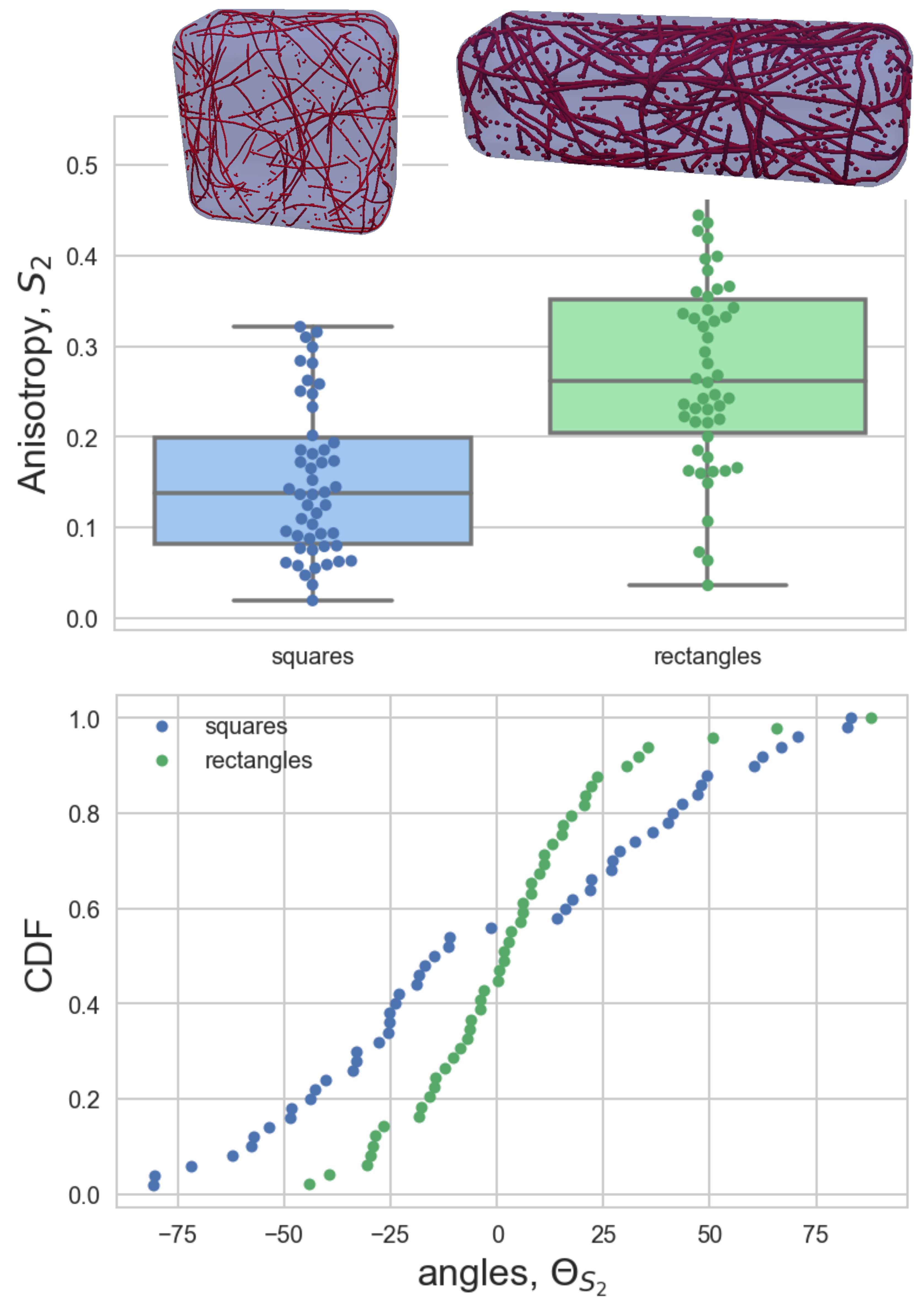 3D model simulations for microtubules in a rectangle and square cell geometry (Tamsin Spelman)