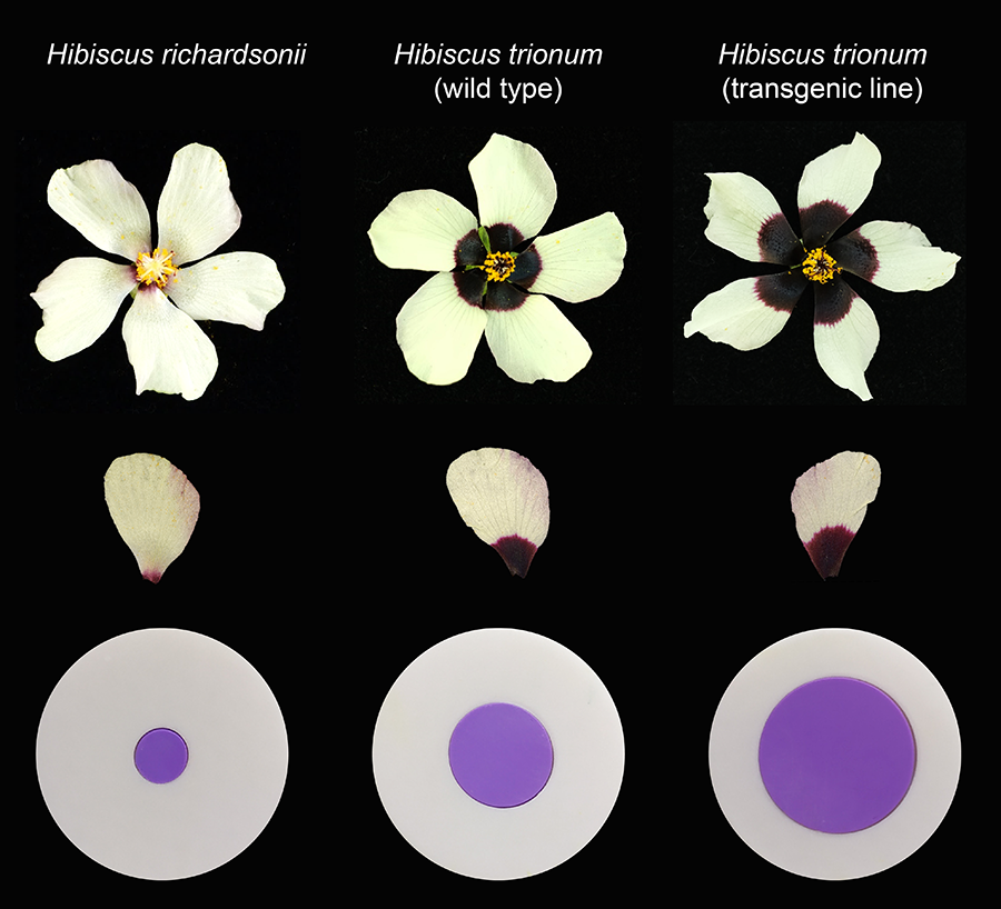 Artificial flower discs were designed to mimic the bullseye sizes of the three hibiscus flowers to test if bumble bees can distinguish between bullseye sizes. Images credit: Lucie Riglet. 