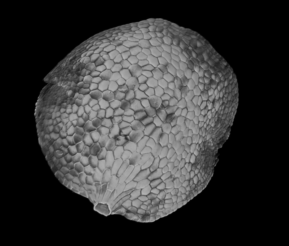 3D reconstruction of Marchantia using the new Flip-Flap protocol