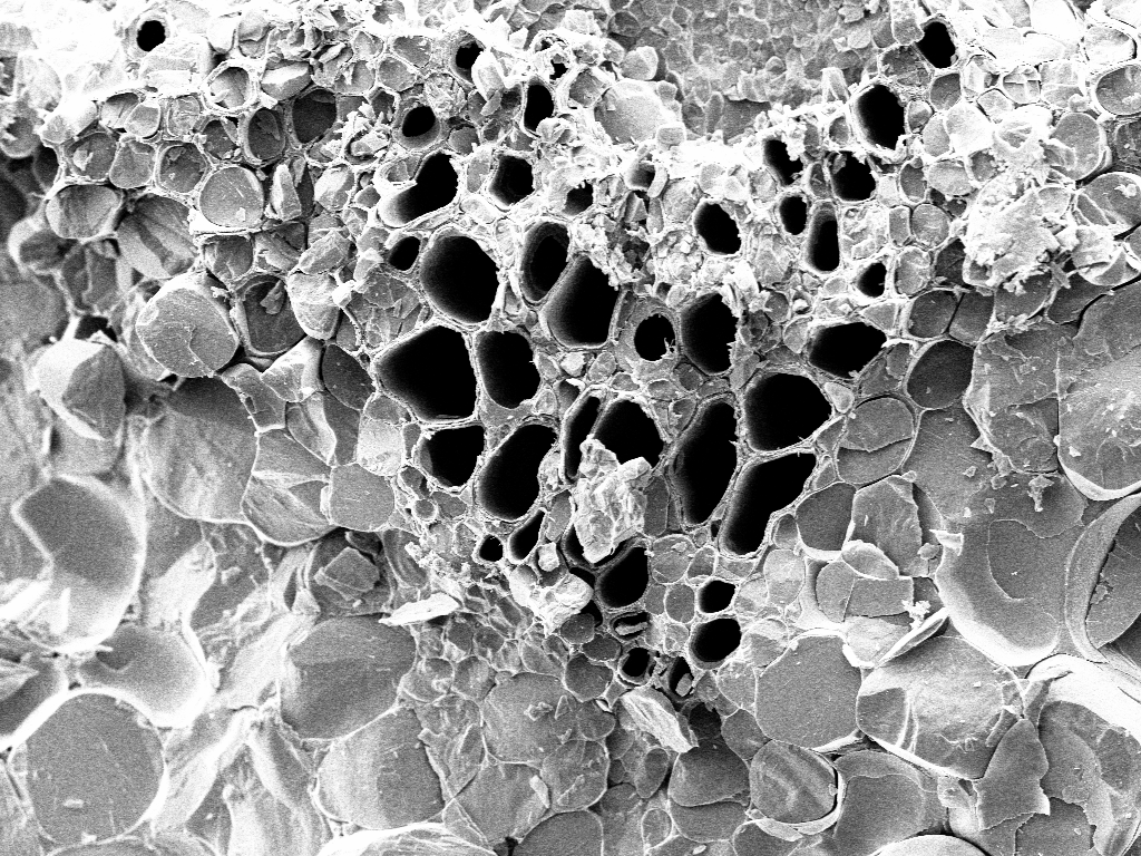 Cryo-SEM images of Arabidopsis revealed that it too had prominent macrofibril structures.