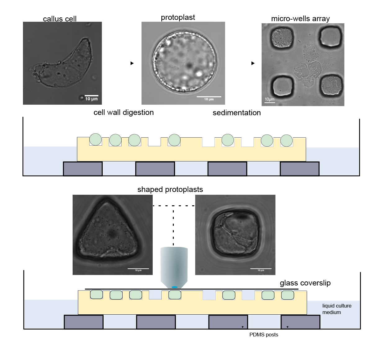 Experimental set-up used for the confinement of protoplasts in different geometries (Pauline Durand)
