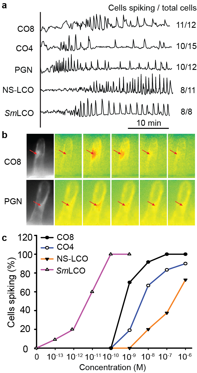 COs and LCOs activate symbiotic calcium oscillations.