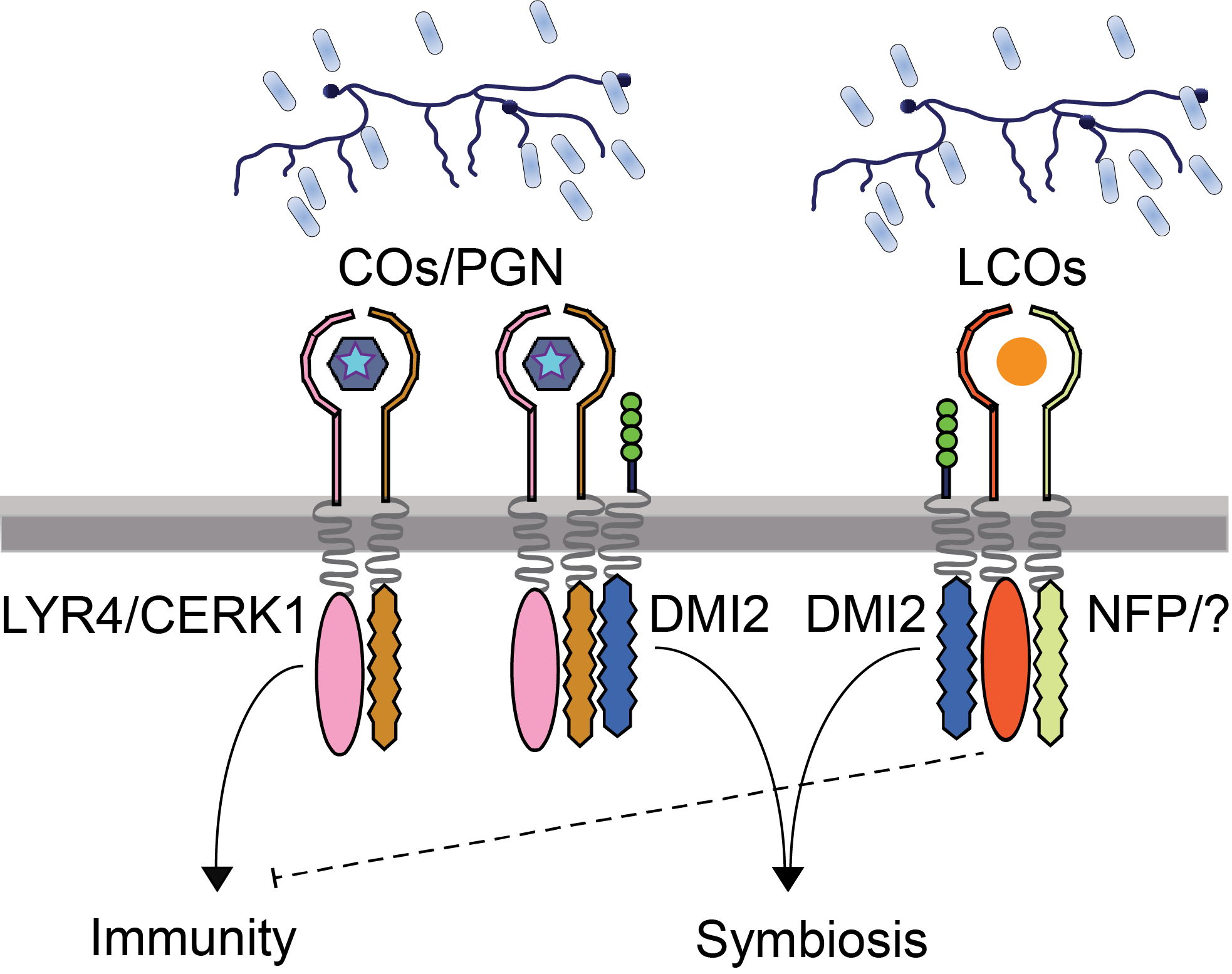 A model for COs/PGN and LCO recognition during symbiosis. Graphic by Feng Feng.