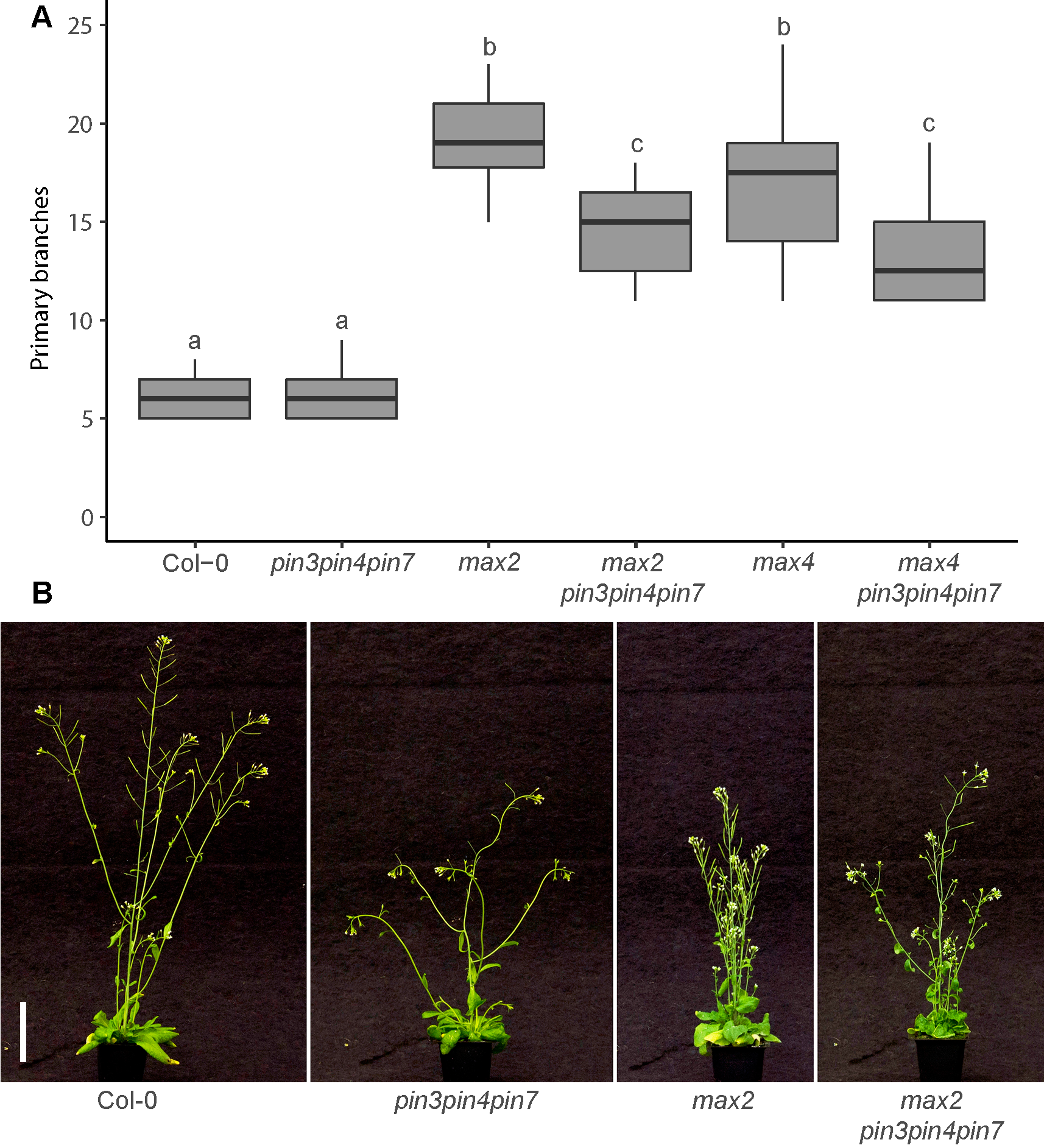 PIN347 are required for full bud activation in strigolactone mutants.