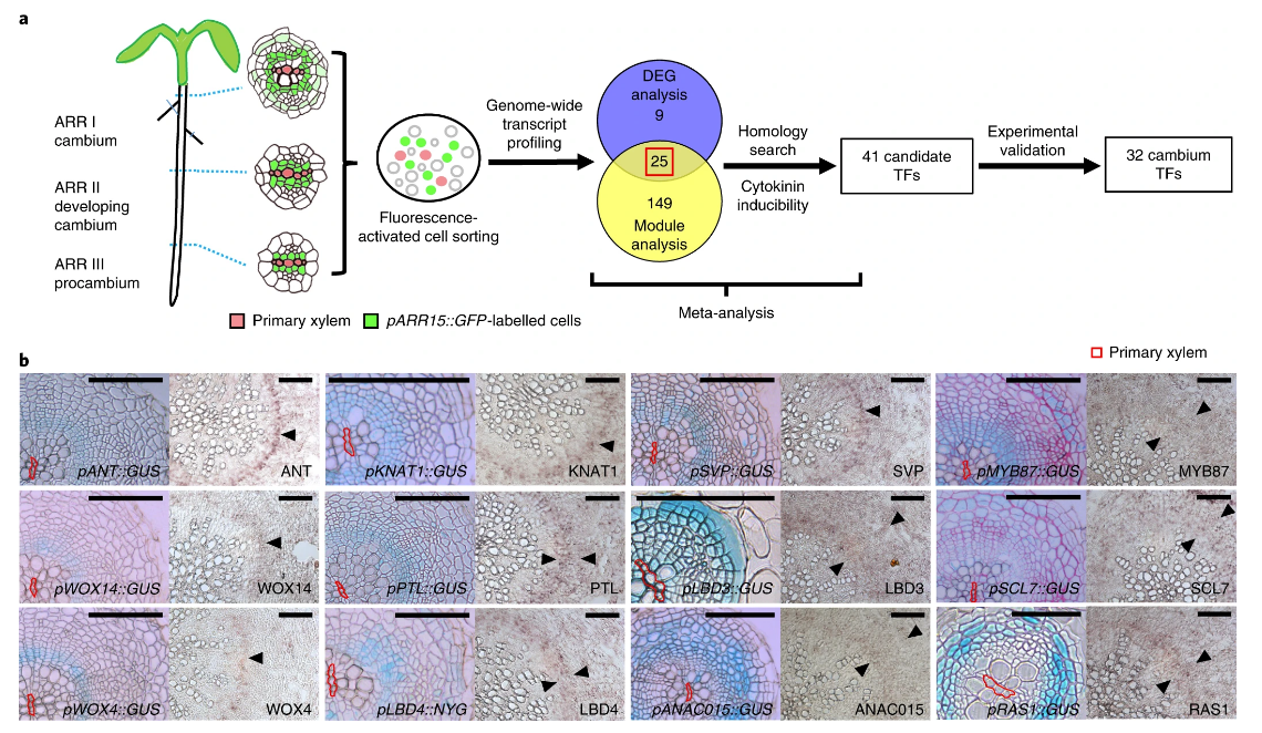 Identification and validation of cambium TFs during radial growth in Arabidopsis roots (Zhang et al, 2019)