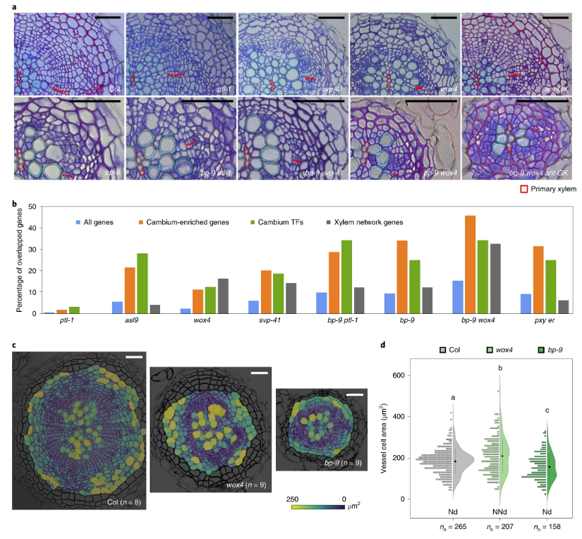 Among the TFs studied, WOX4 and KNAT1 emerged as major regulators of radial growth (Zhang et al, 2019).