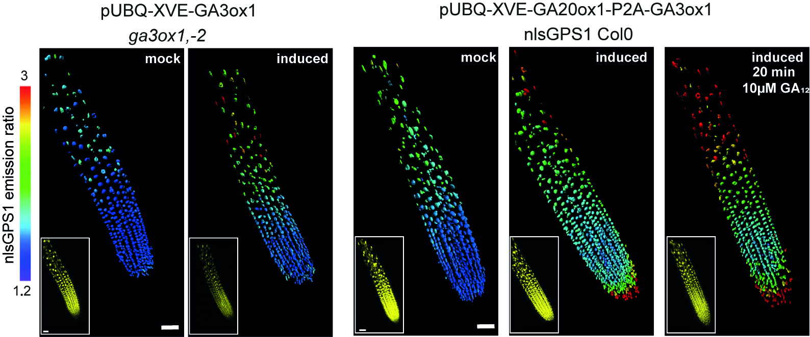  The time-course shows a root treated with nlsGPS1 growing in Rootchip18S with GA at standard (pH 5.7) then low pH (pH 4.5). At pH 5.7 (8s of the video) the exogenou