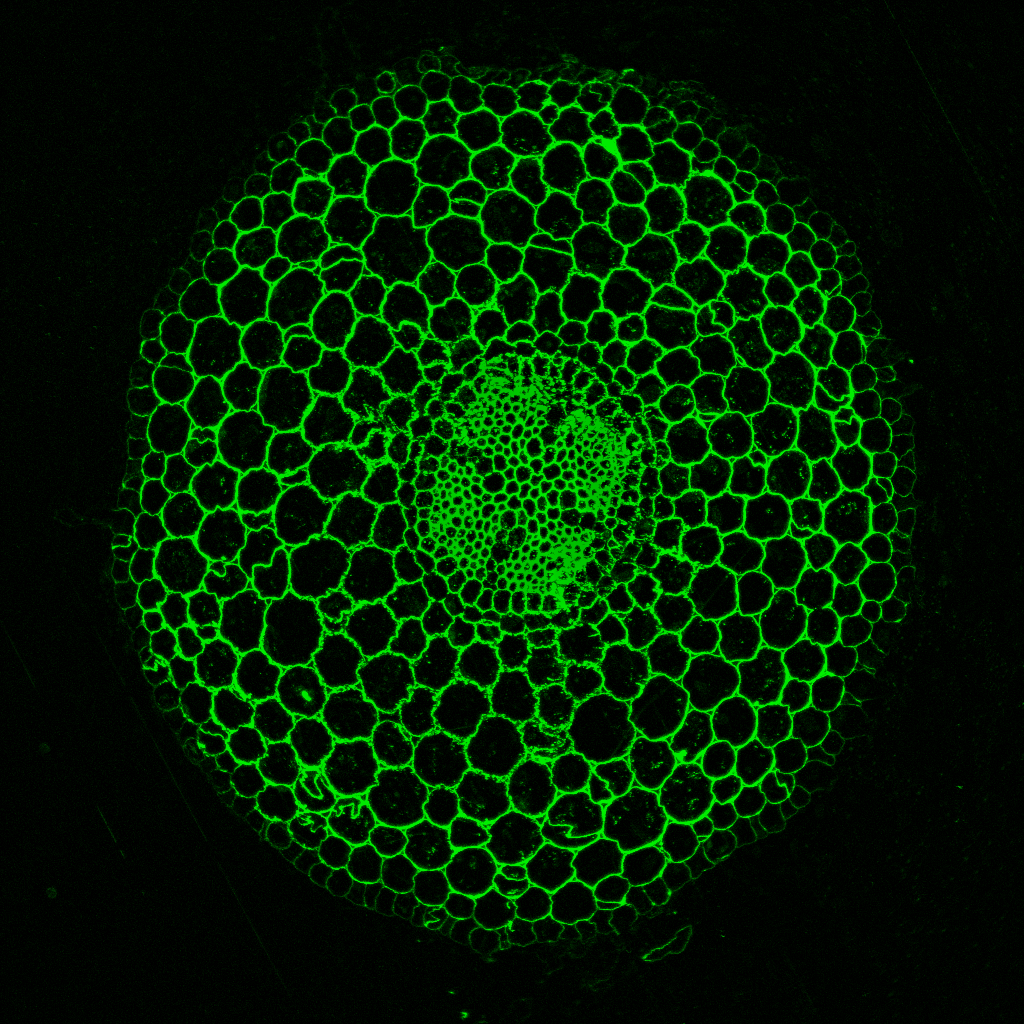 Cross section of a seedling root of the plant Medicago trunctatula where all the cell walls are labeled in green using an antibody which can bind to specific components of the wall. This and other antibodies can be used to observe differences in cell wall