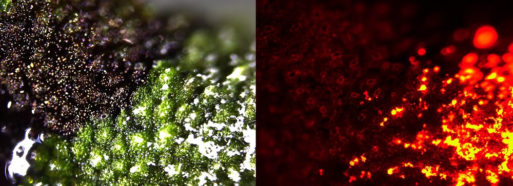 Microscopic image of a liverwort where part of it has accumulated purple pigment (left). The pathogen can be detected as red fluorescence and it only sporulates in green tissues and does not accumulate well in purple tissues with activated defence (right)