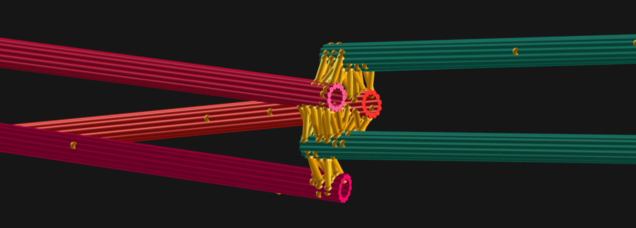 Simulations of microtubule bundle assemblies performed with Cytosim 