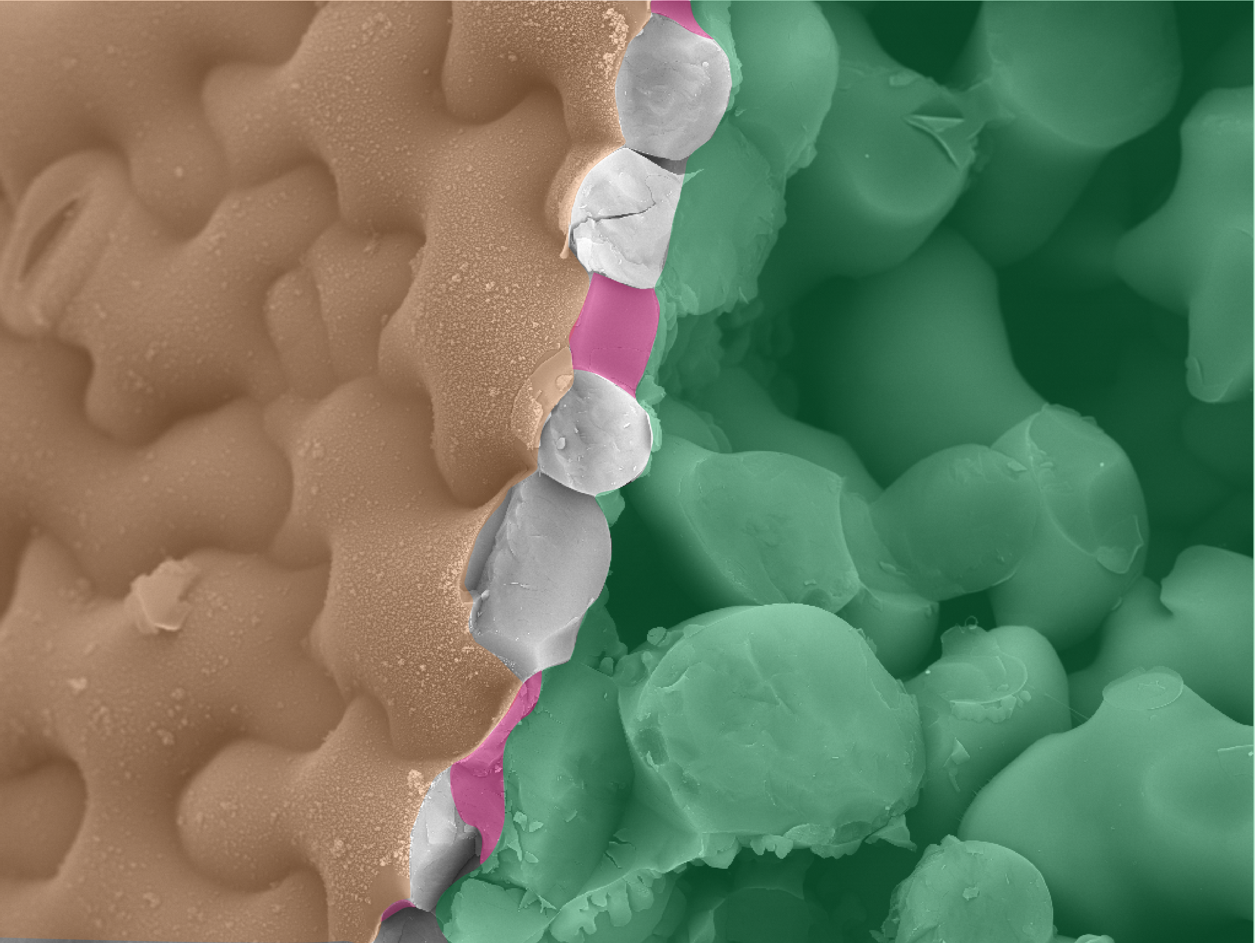 A false-coloured acquisition using cryo-fracture scanning electron microscopy (cryoSEM) of Arabidopsis cotyledon tissue. By using fast-frozen samples, cryoSEM preserves natural tissue constraints, preventing sample distortion. The fracture has exposed the