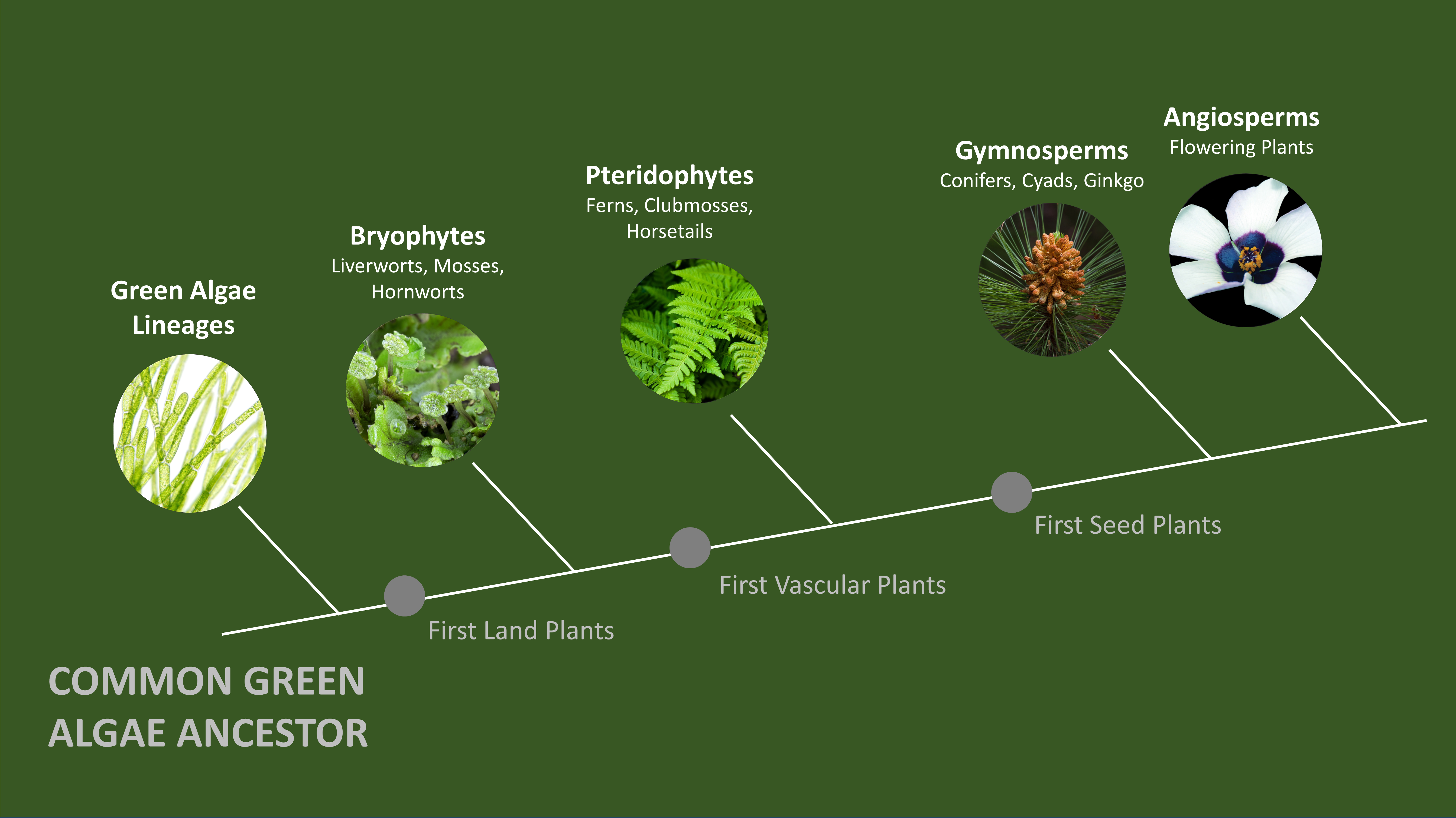 In the land plant lineage liverworts and other bryophytes separated early and followed their own evolutionary trajectory. Therefore they are only very distantly related to flowering plants such as tobacco and food crops.