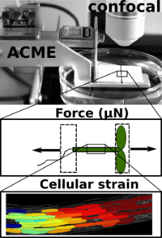 ACME enables images to be collected while precise forces are applied. The response of individual cells can be seen.