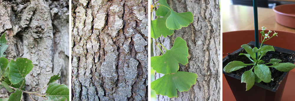 The four plants analysed, from left, poplar, spruce, ginkgo and Arabidopsis thaliana.