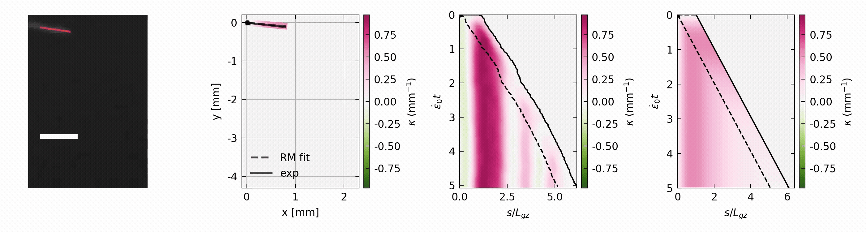 A quantitative model for spatio-temporal dynamics of root gravitropism. Model by Amir Porat.