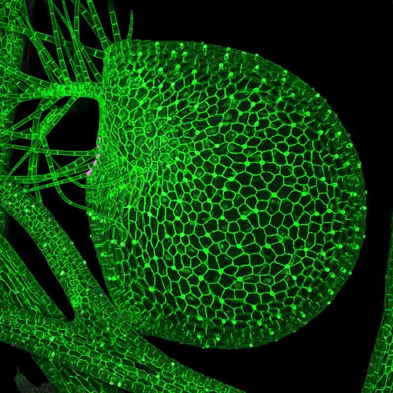 A Utricularia gibba trap expressing GFP localised to cell membranes. Transgenic lines like this allow us to analyse development and gene function in U. gibba.