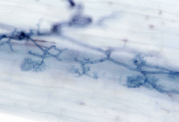 Light microscopy image of a beneficial arbuscular mycorrhiza fungus colonising a barley root. Image by Sabine Brumm