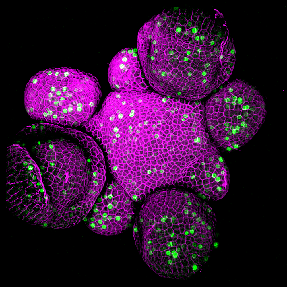 A confocal microscopy image of an Arabidopsis thaliana shoot apical meristem that expresses a cell division marker (CYCB1;1-GFP) in green. Image by Weibing Yang.