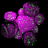 Confocal microscopy image of an Arabidopsis thaliana shoot apical meristem that expresses a cell division marker cycb11-gfp in green. Image by Weibing Yang.