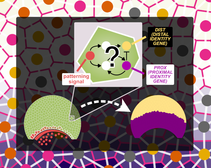 Graphic illustrating how computational models can be used to simulate the evolution of gene regulatory networks (GRNs) responsible for the bullseye pattern in Hibiscus trionum petals.