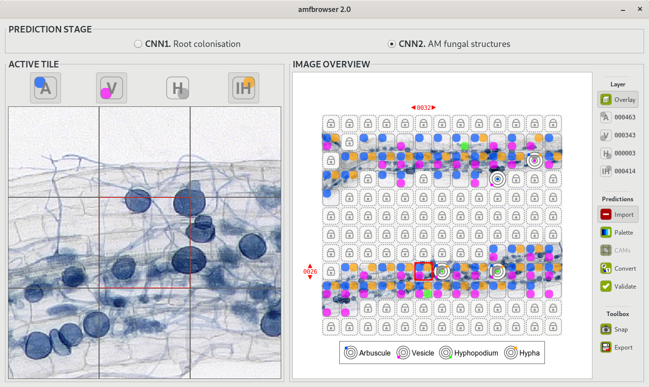 AMFinder interface: AMFinder is used either to predict fungal colonisation and intraradical hyphal structures within plant root images (prediction mode), or to train AMFinder neural networks (training mode).