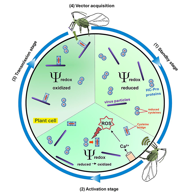 Aphid feeding triggers a redox-dependent switch during TuMV transmission