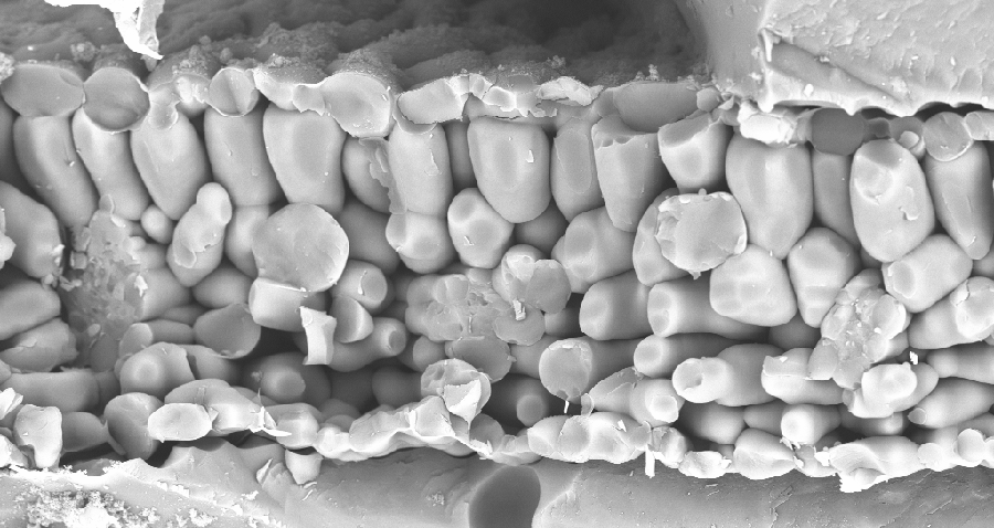 Cry-SEM microscopy image of an Arabidopsis leaf showing epidermis cells, and palisade and spongy mesophyll cells. Image by Raymond Wightman.