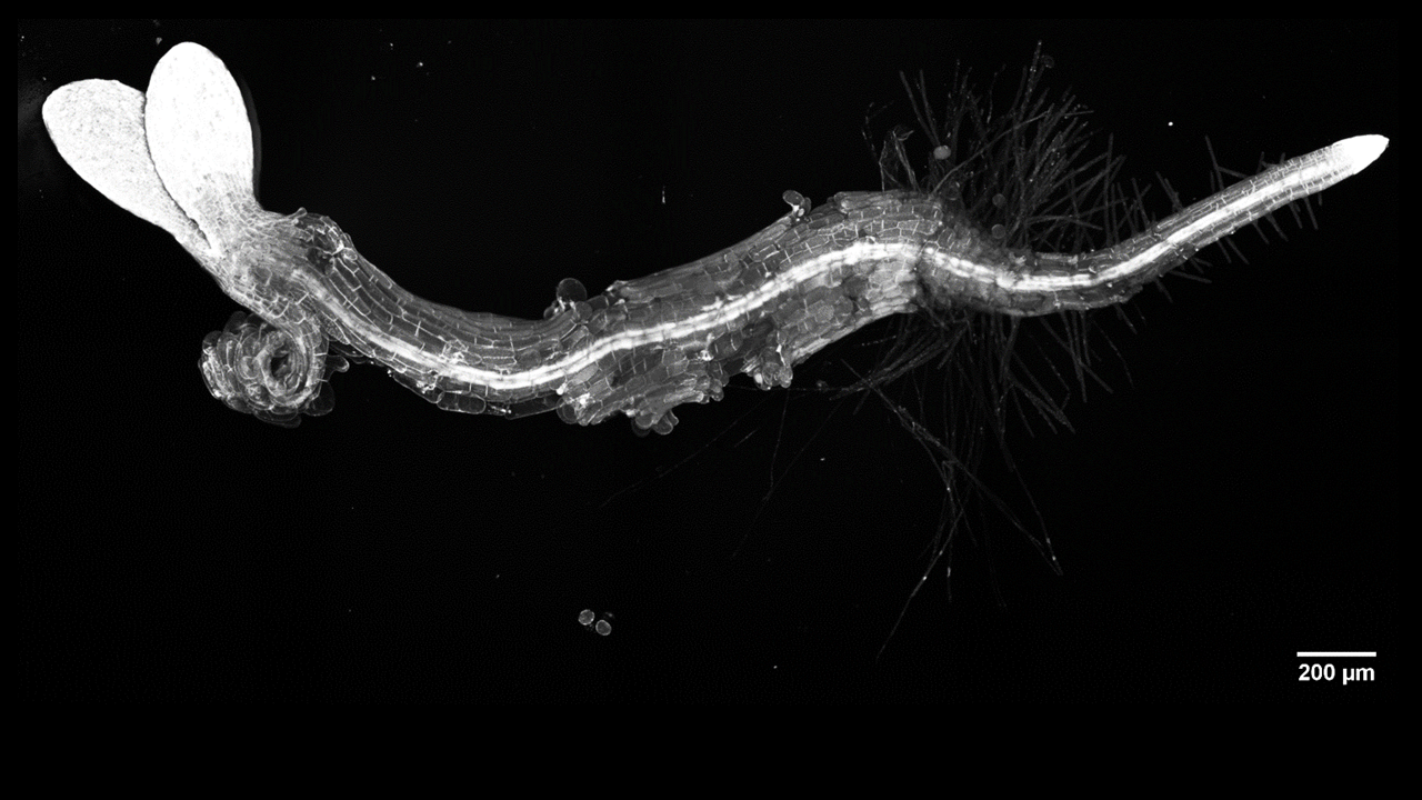 Confocal image of Arabiopsis hypocotyls treated with brassinosteroid inhibitor. The seedling showing the epidermis peeling away from the stem. 