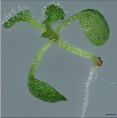 Arabidopsis seedling imaged under Keyence VHX 7000