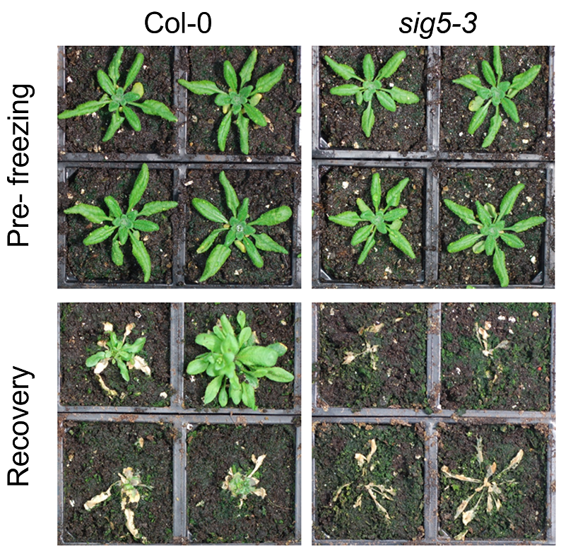 arabidopsis survival to freezing (2h at -2.0 C followed by 24h at -7.0 C and finally -9.0 C)