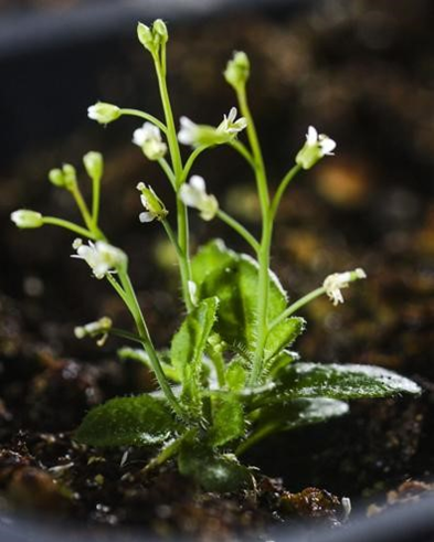 Picture showing an Arabidopsis thaliana plant in soil, with green leaves and stems and small white flowers