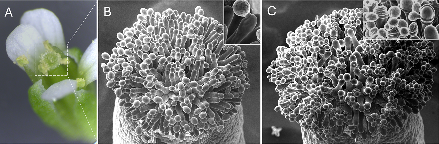 Arabidopsis thaliana flower pollen grain on sitting on stigma and 2 SEM images of pollen showing wild type pollen growing towards ovules and pollen grains coiling around stigmatic cells when the stigmatic cell walls are impaired. Images by Lucie Riglet