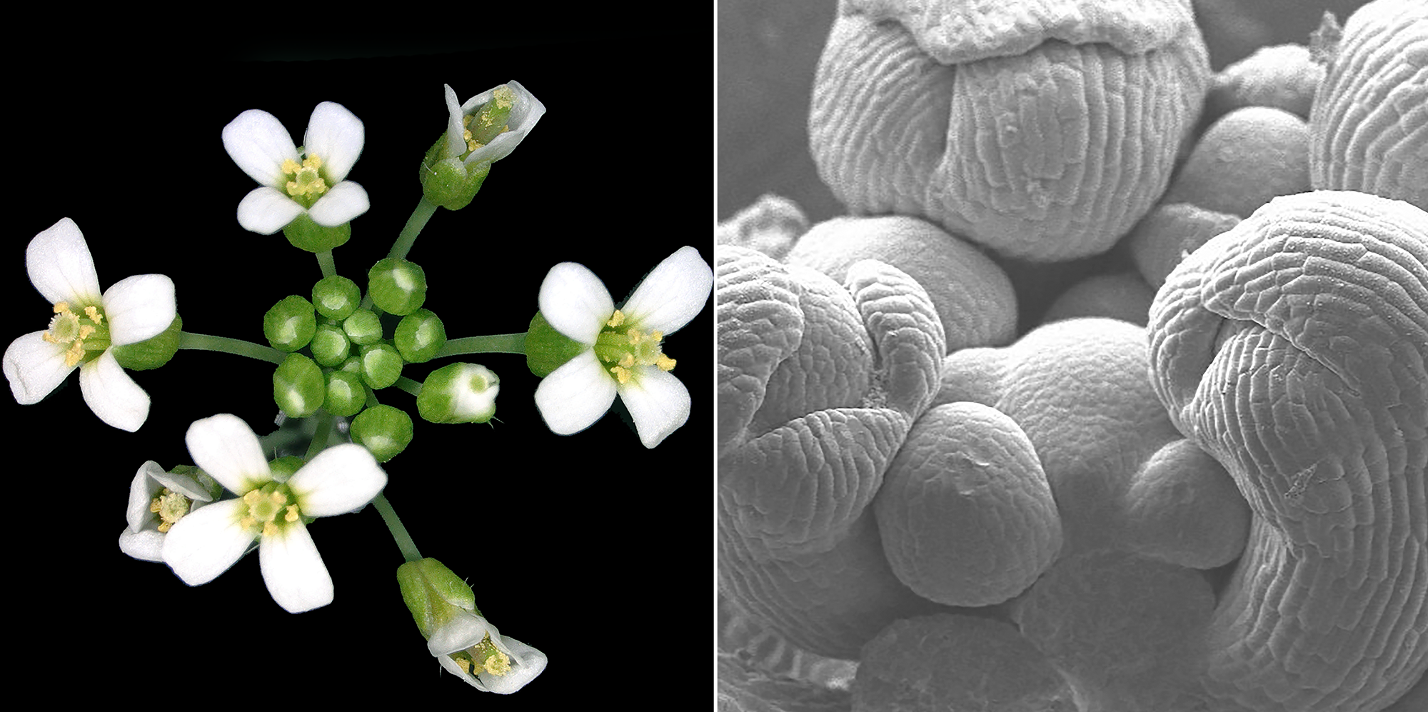 Arabidopsis thaliana shoot apical meristem with multiple flowers radiating out from centre at different stages of development (left) and the shoot apex under a scanning electron microscope where the centre area contains stem cells and is surrounded by you