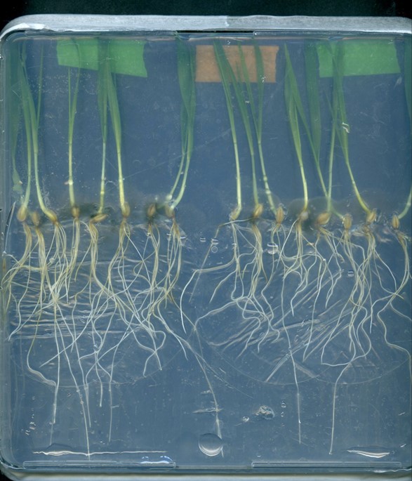 Barley seedlings grown in the laboratory and infected with the root rot fungus Bipolaris sorokiniana.