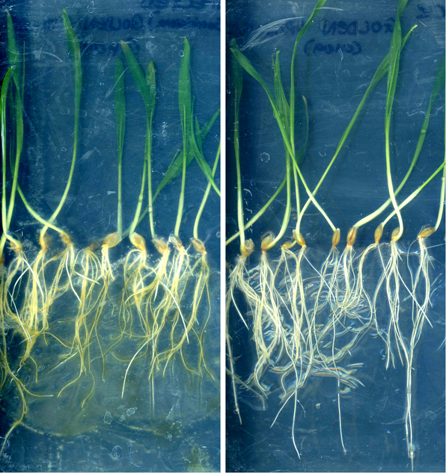 Barley seedlings infected with Common rot fungus (left) with clear root rot, and control plants (right). Credit: Sabine Brumm and Matthew MacLeod