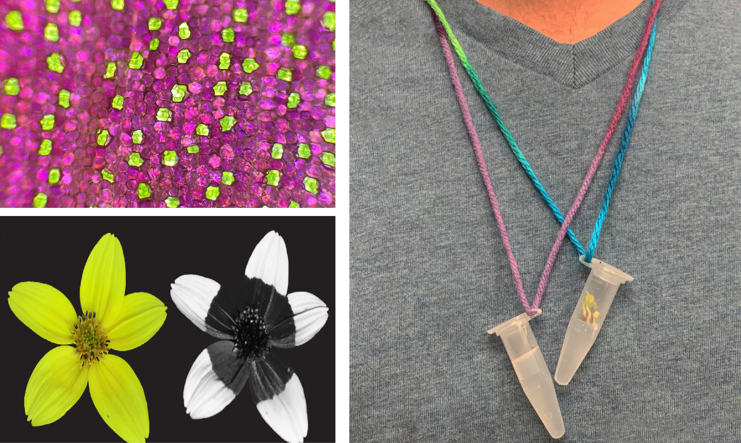 Hexagon shaped cells of Tradescantia (top left), Biden flowers under white and UV light, and seed necklaces (right)
