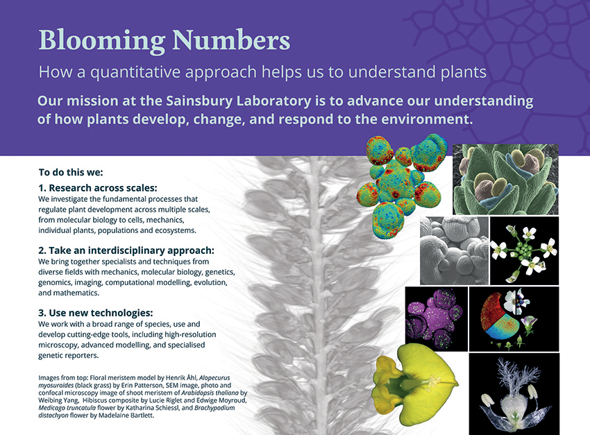 Starting with the flower, Blooming Numbers explores the complex processes of plant development—using new technologies, interdisciplinary research and different scales. Click on image link for full text
