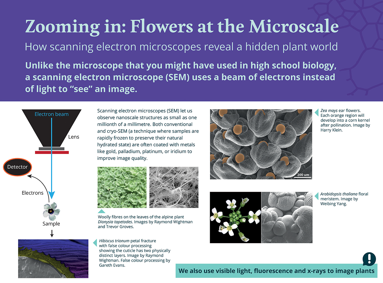 Zooming In poster about using scanning electron microscopes to view flowers and plants at the microscale.