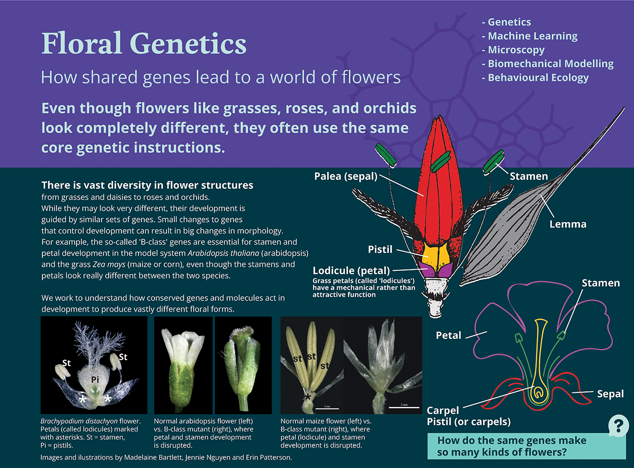 Floral Genetics: Poster about how fowers like grasses, roses, and orchids look completely dferent, they often use the same core genetic instructions.