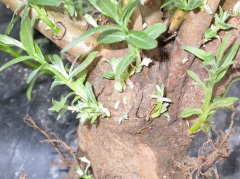 Buds sprouting from a willow stool.