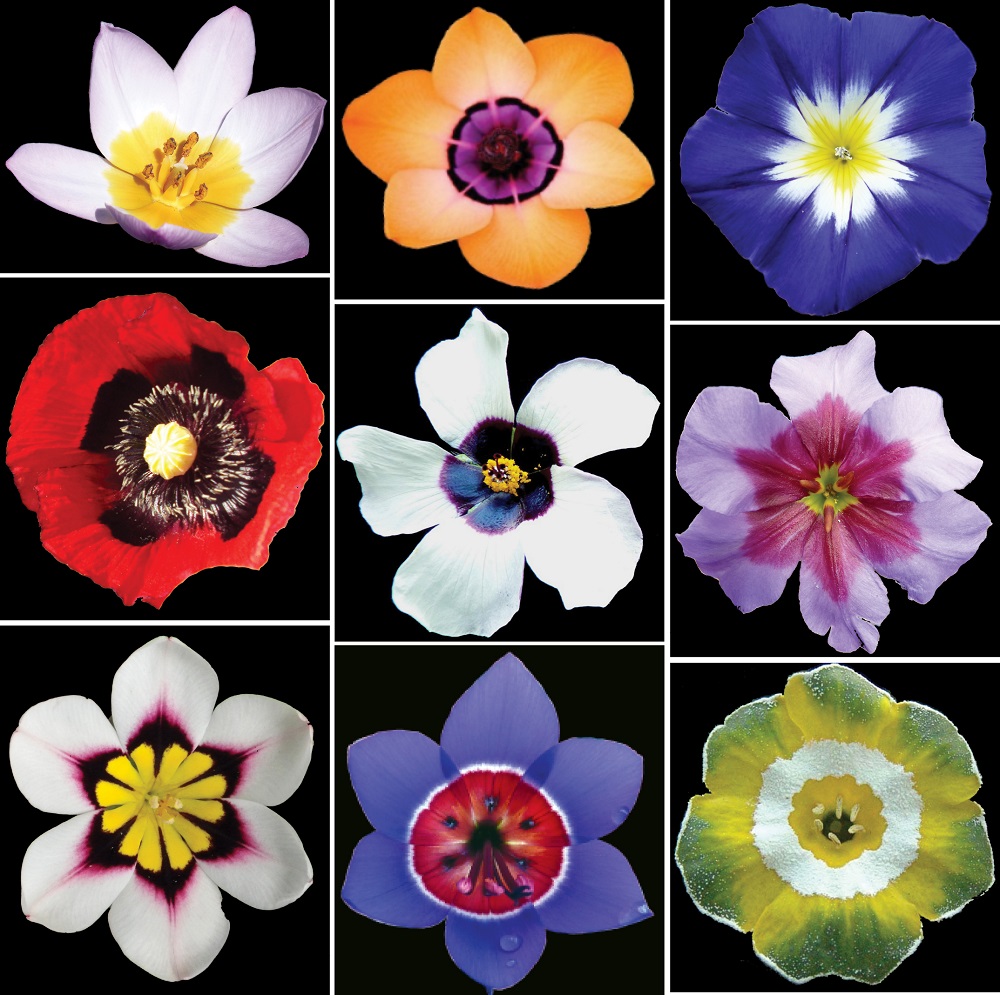Various examples of bullseye patterns commonly found in flowering plants.   