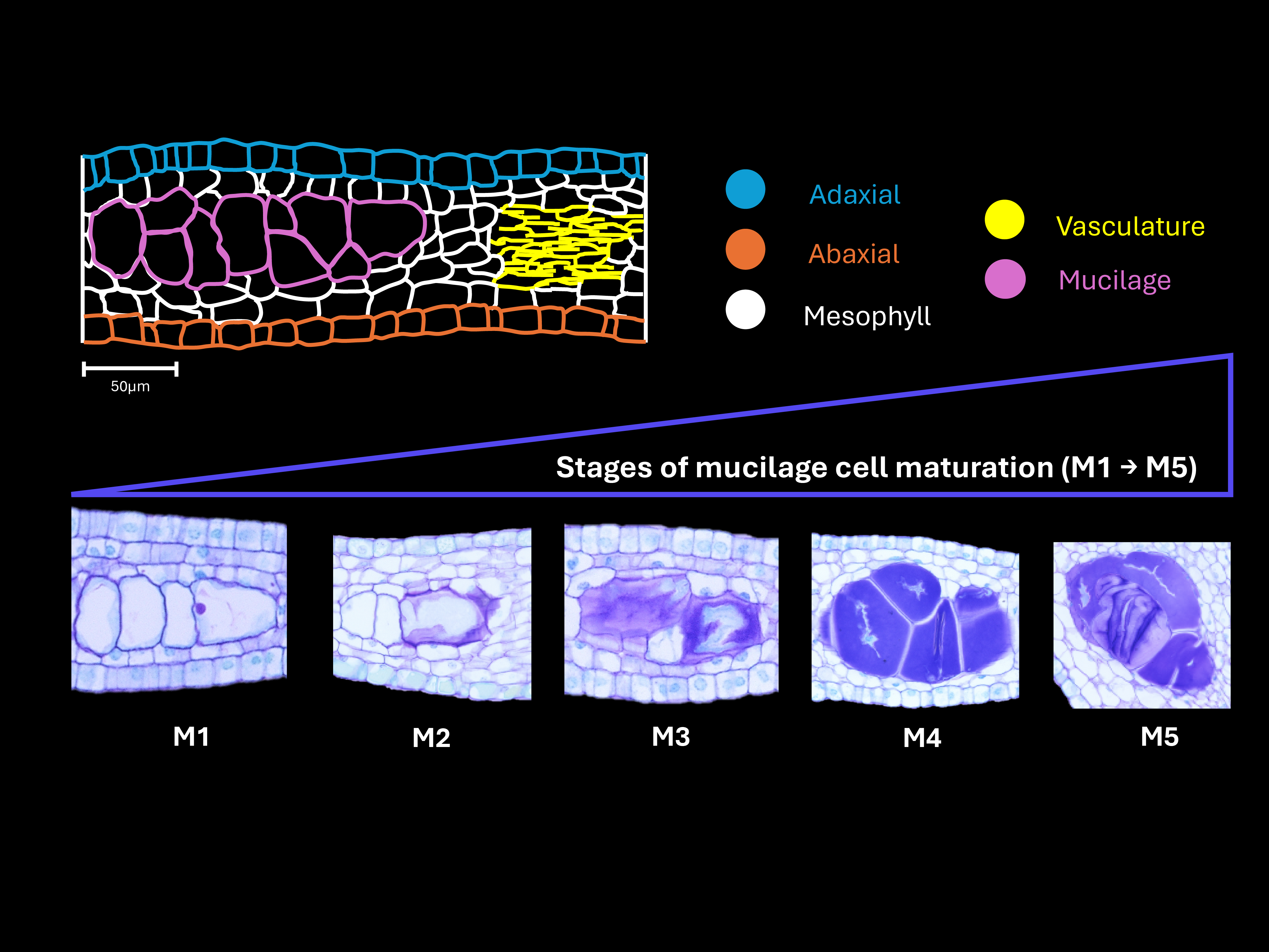 Cell type diversity and mucilage cell maturation in Hibiscus trionum petals