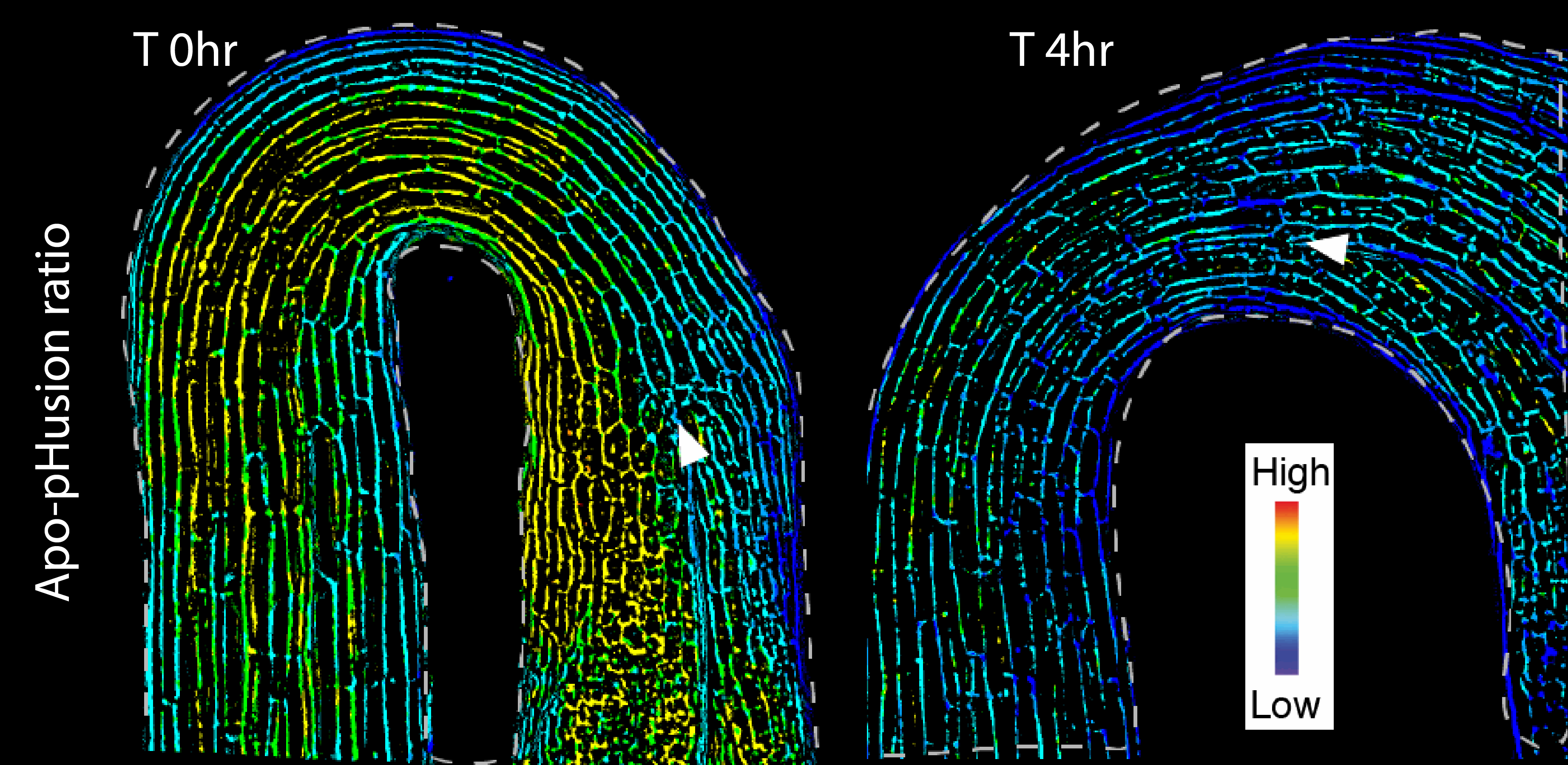 Changes in apoplastic pH and auxin and relationship with growth and hook opening